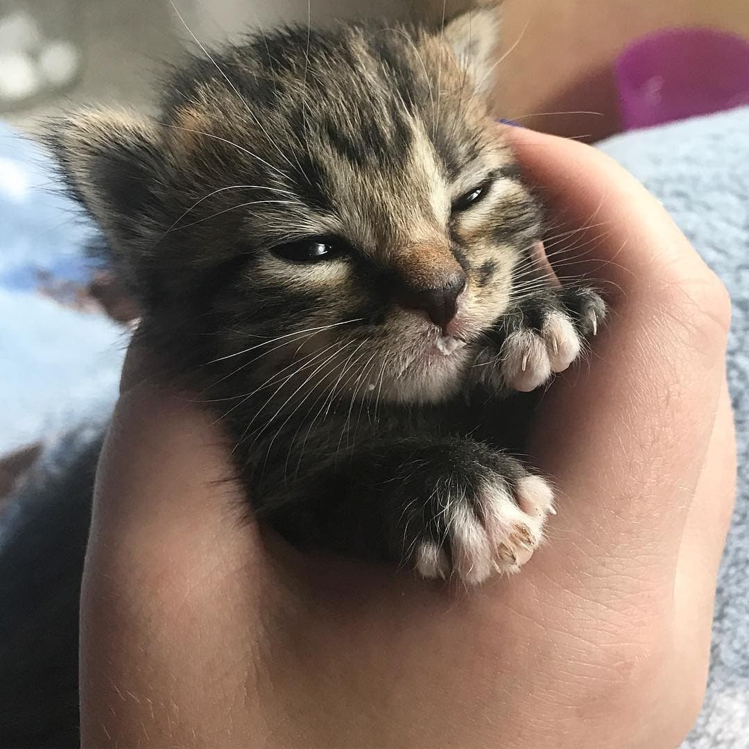 kitten 