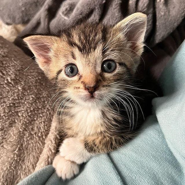 kitten 