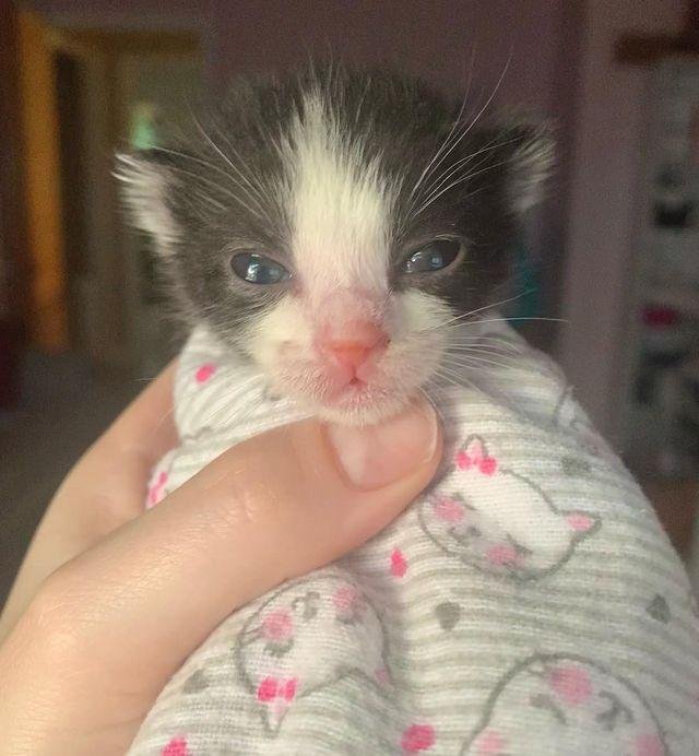 kitten