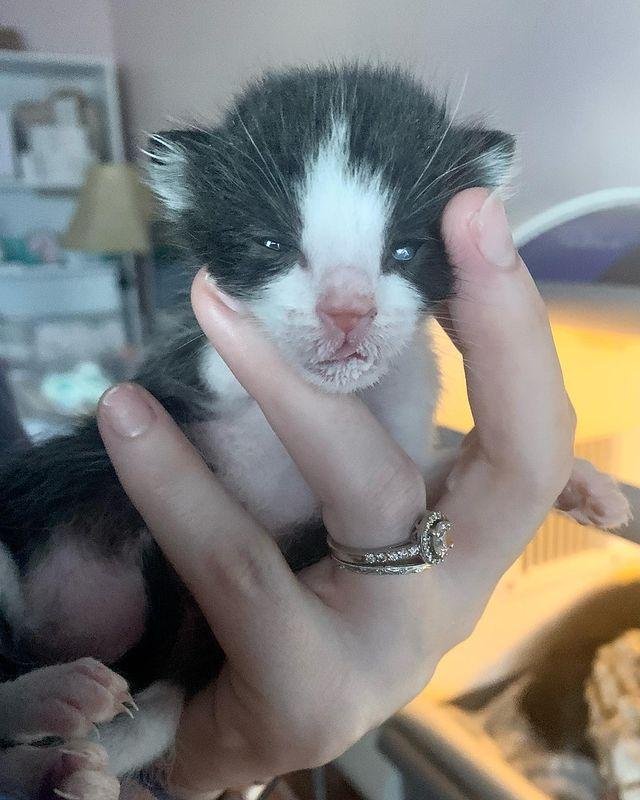 kitten