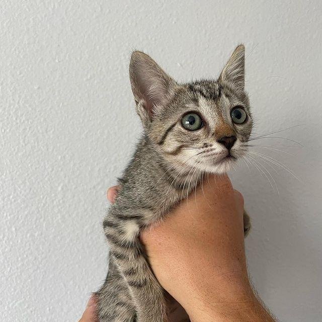 kitten