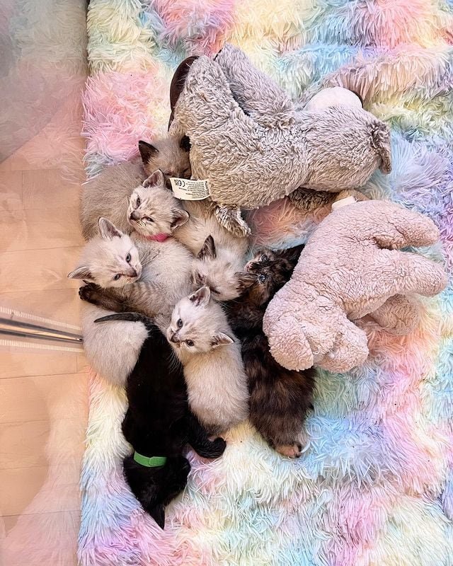 kittens 