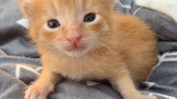 kitten