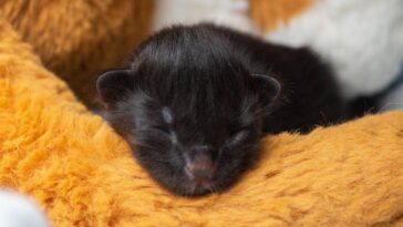 kitten