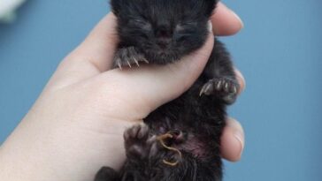 kitten