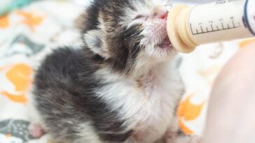 kitten