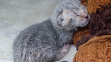 kitten