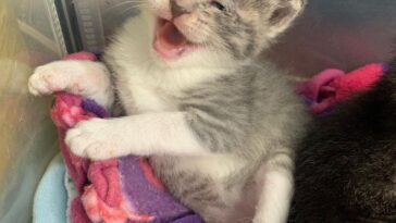 kitten