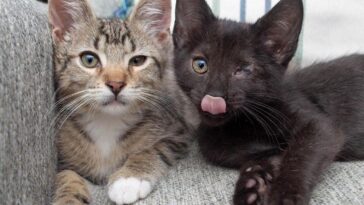kitten
