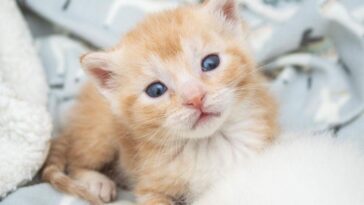 kitten