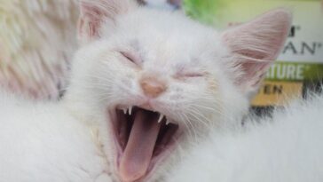 kittens