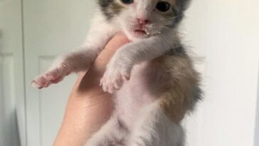 kitten