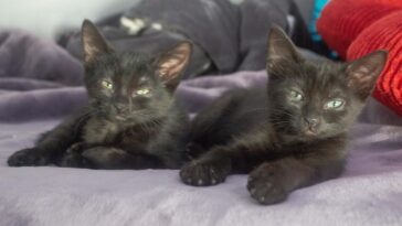 kittens