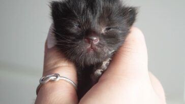 kitten