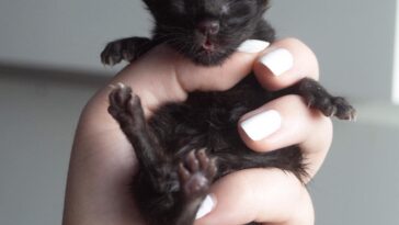 kitten