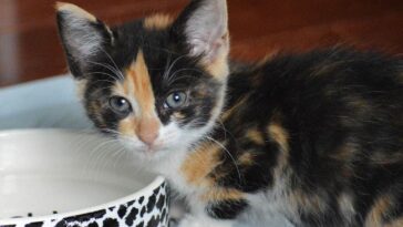 kitten