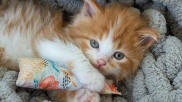 kitten