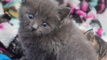 kitten