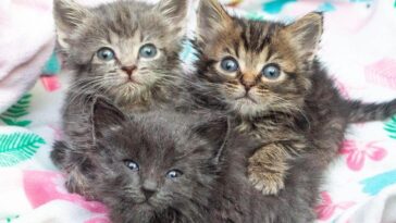 kitten