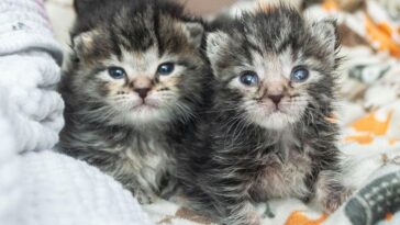 kitten