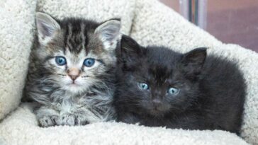 kitten