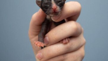 kitten