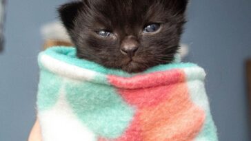 kitten