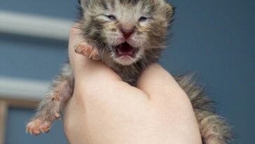 kitten
