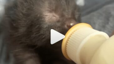 kitten