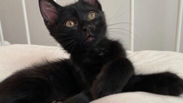 kittens