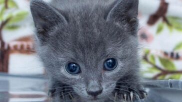 kitten
