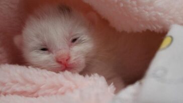 kitten