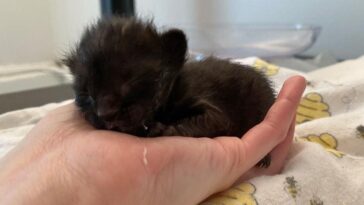 kitten