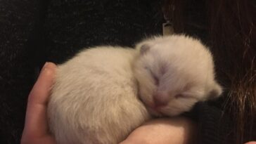 kitten