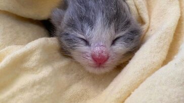 kitten