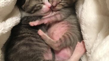 kitten