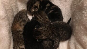 kitten