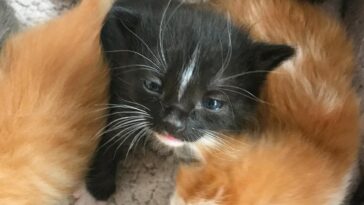 kitten