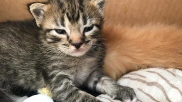kitten