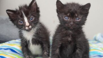 kitten