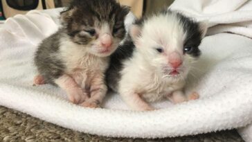 kitten