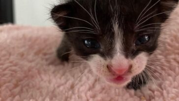 kitten