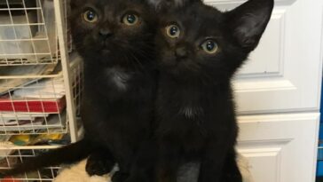 kitten