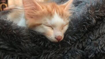 kitten