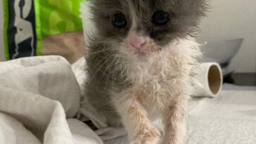kitten