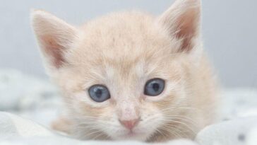 kitten