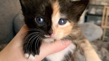 kitten