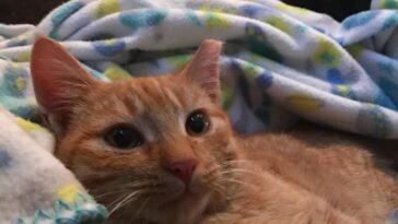 kitten