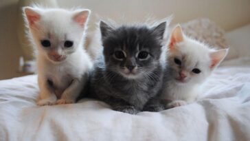 kittens