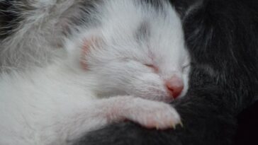 kitten